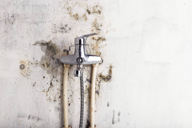 Best Local Mold Removal Service  in Bedford, TX