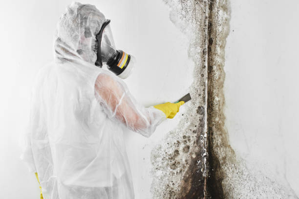 Best Toxic Mold Removal  in Bedford, TX