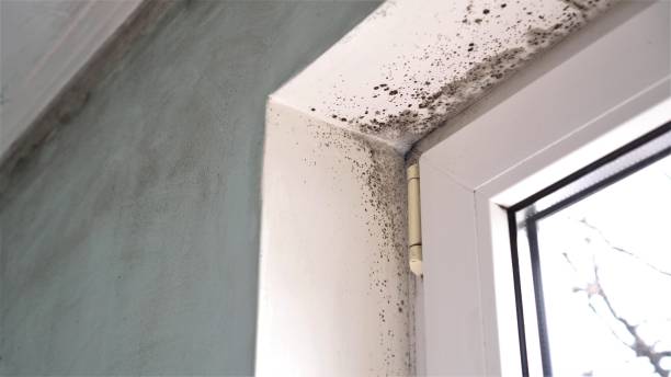 Professional Mold Removal in Bedford, TX